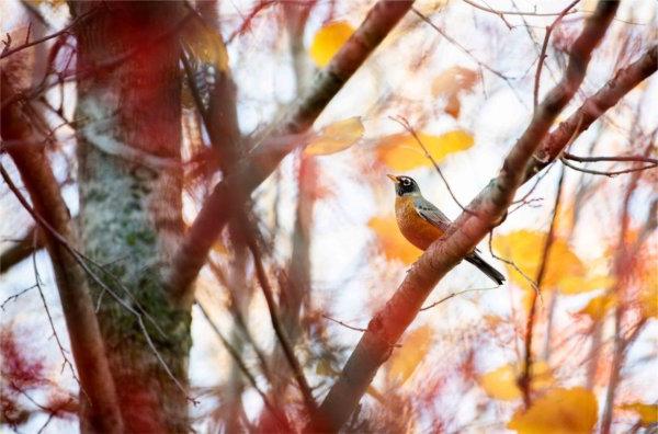  A robin is perched in a tree with vibrant orange autumn color.