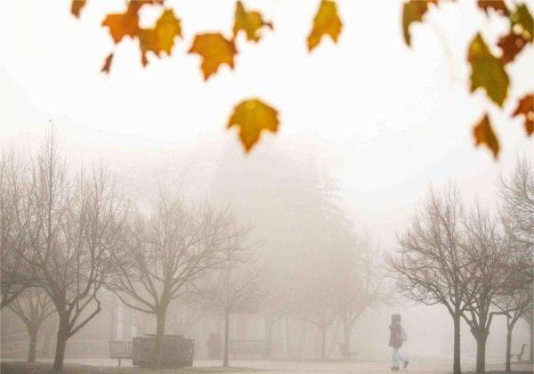  A pedestrian walks on a foggy campus with autumn color.