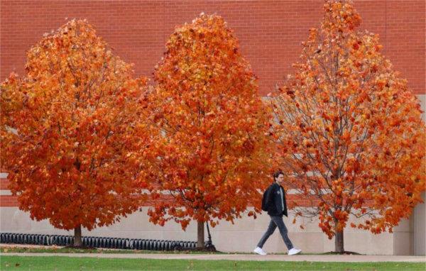  A pedestrian walks near trees with vibrant orange autumn color.