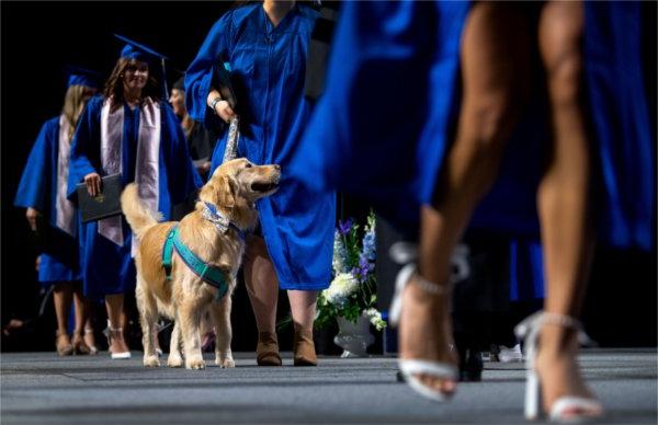 A service dog crosses the stage with it's owner during Commencement.