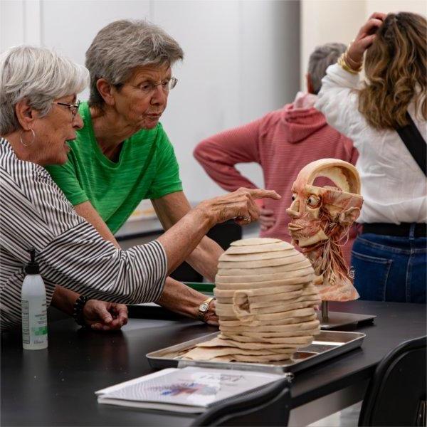 two women look at plastic models of a head in a lab