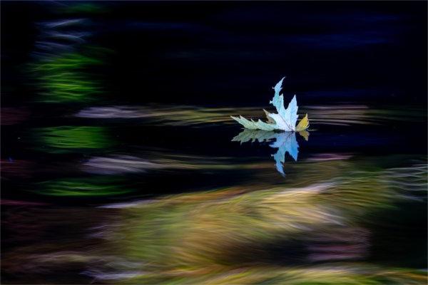  A leaf is reflected into water as it floats on a river. 