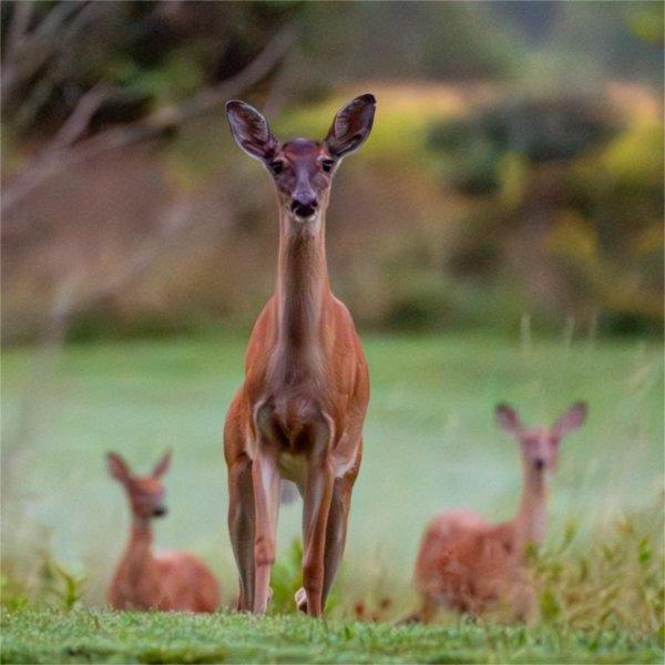 White-tailed deer walk at The Meadows.