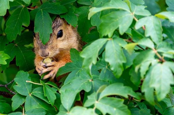 Squirrel pokes out of tree leaves.