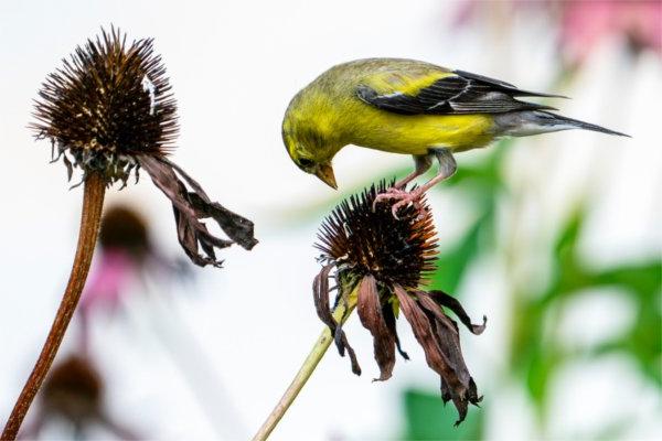 An American goldfinch eats purple coneflower seeds.