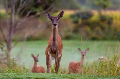 White-tailed deer walk at The Meadows.